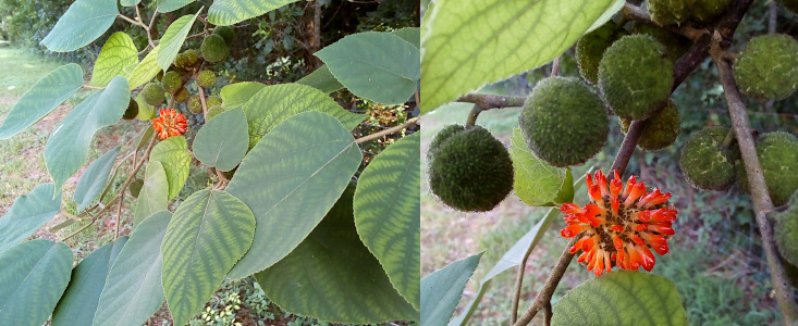 [Two photos spliced together. The image on the right is the close view of the green ballls and one orange-red flower growing on the tree with its large oval leaves. The orange bloom is spherical with what appear to be orange spiral petals extending from the center ball. There is some yellow at the edges closest to the sphere while the tips are brighter.]
